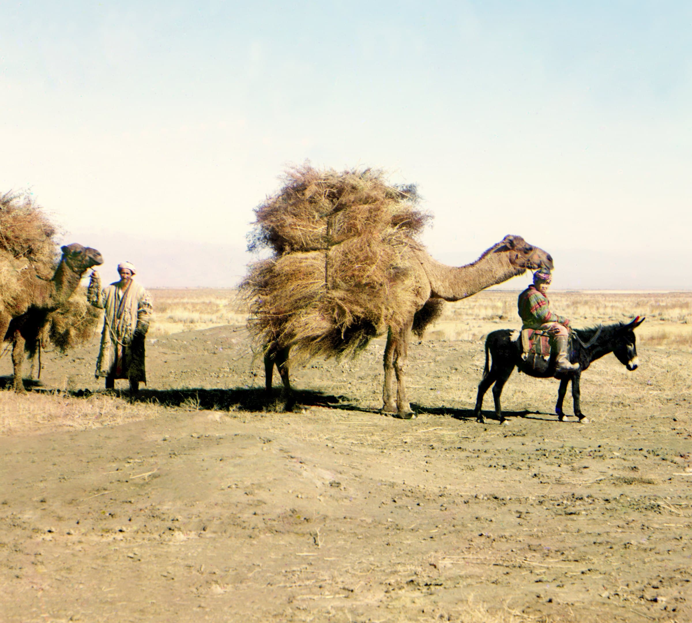 Prokudin-Gorskii, camel caravan carrying fodder across the Hungry Steppe, c. 1905–15